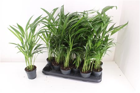Горшечные цветы и растения оптом Dypsis Lutescens 10pp от 12шт из Голландии с доставкой по России
