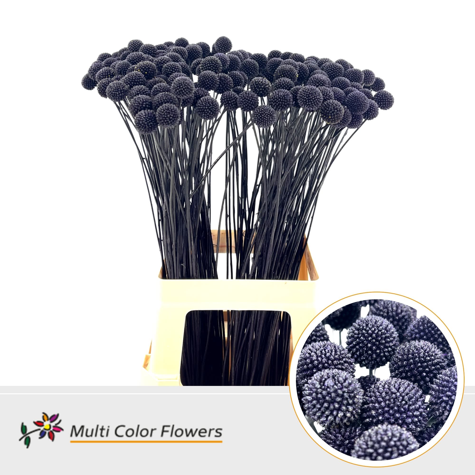 Срезанные цветы оптом Craspedia paint aubergine от 200шт из Голландии с доставкой по России