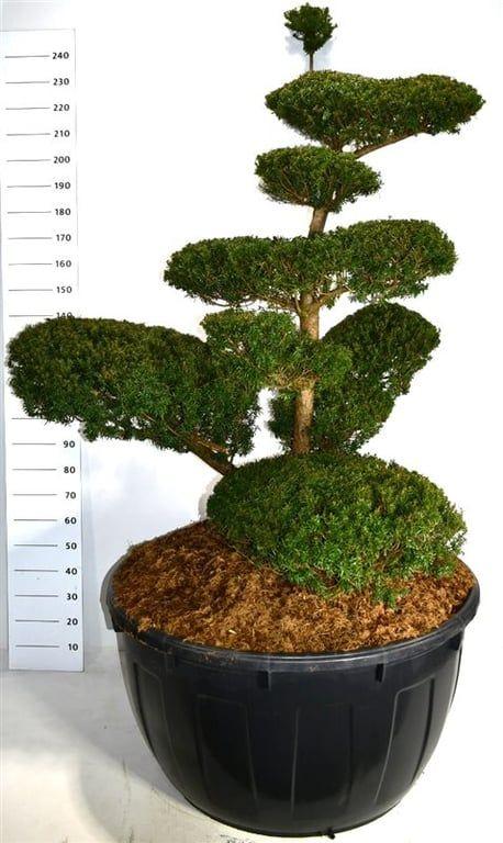 Горшечные цветы и растения оптом Taxus Cuspidata от 1шт из Голландии с доставкой по России