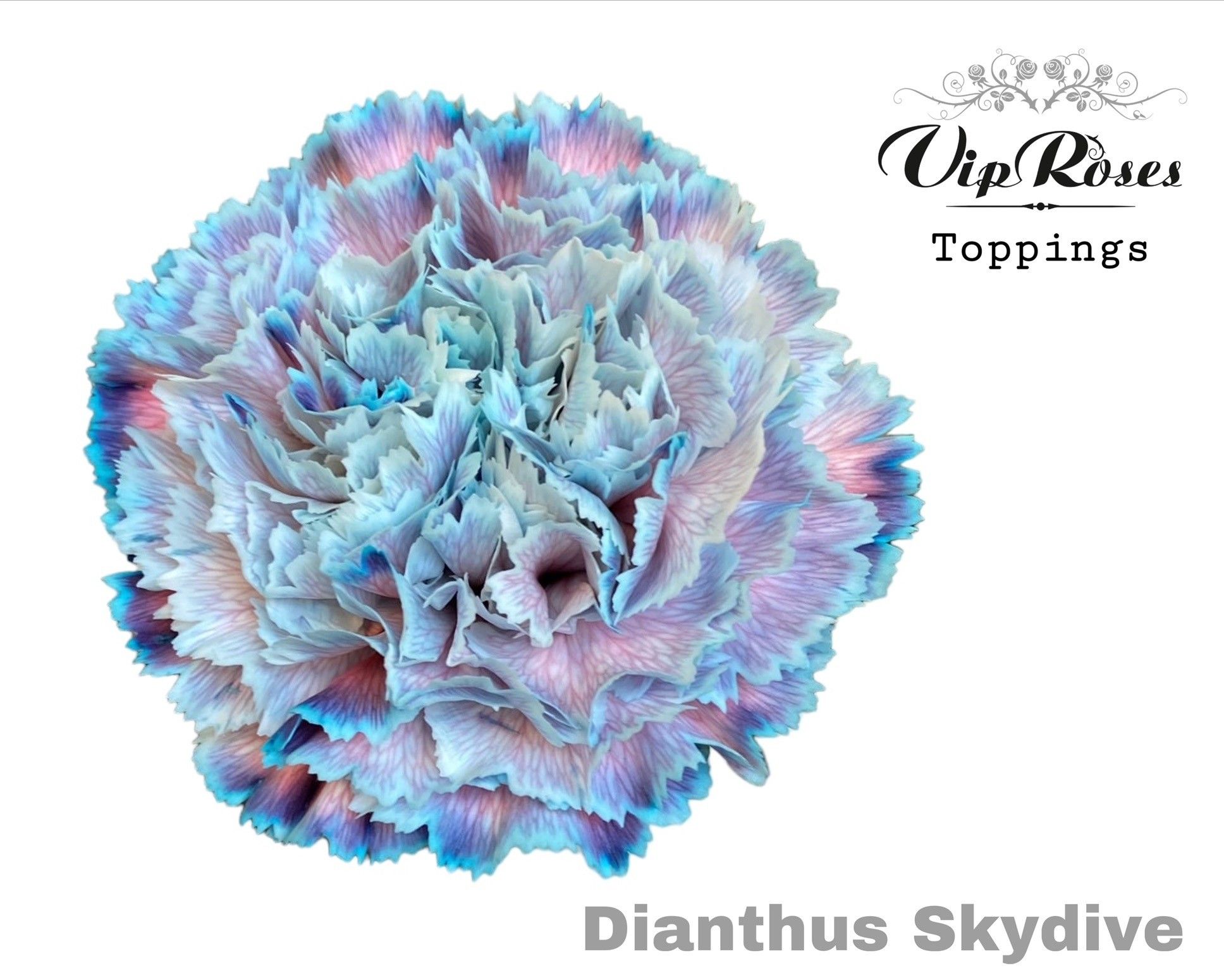 Срезанные цветы оптом Dianthus st paint skydive от 40шт из Голландии с доставкой по России