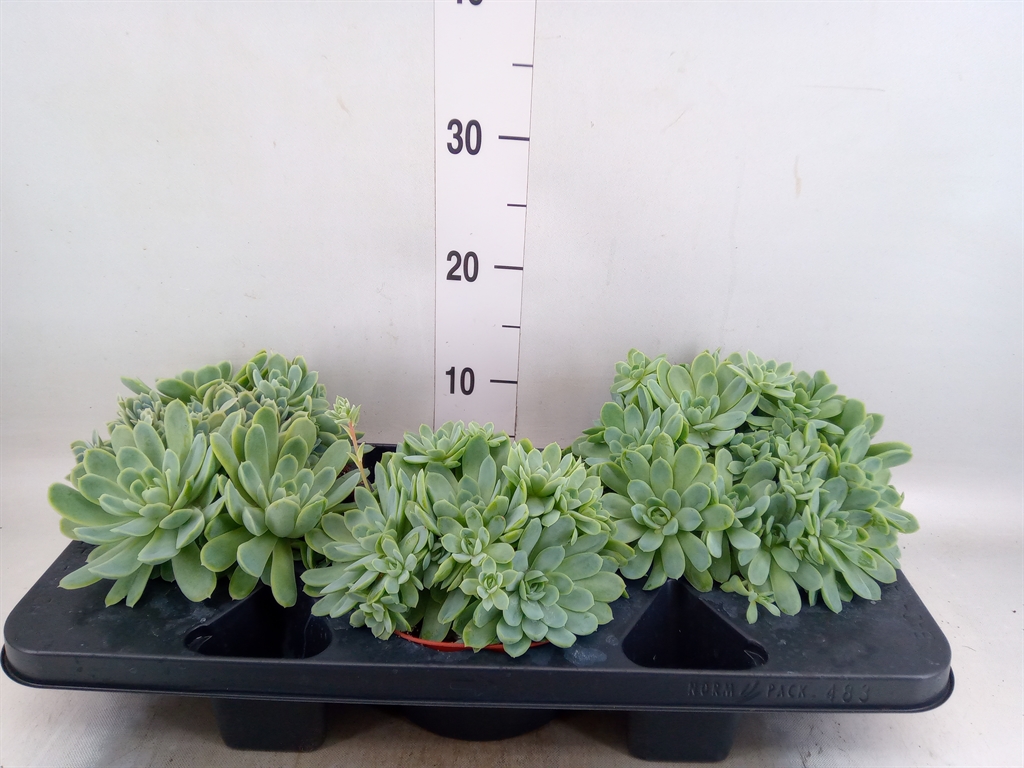 Горшечные цветы и растения оптом Echeveria Elegans от 3шт из Голландии с доставкой по России