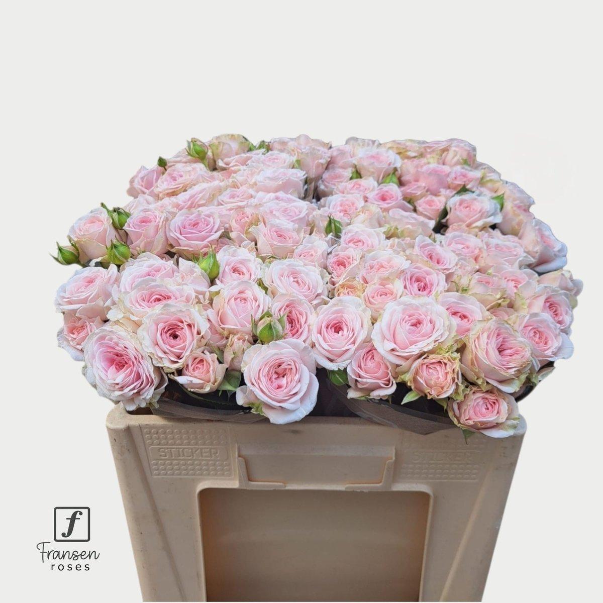 Срезанные цветы оптом Rosa spray rosa loves me with fatal attraction от 40шт из Голландии с доставкой по России