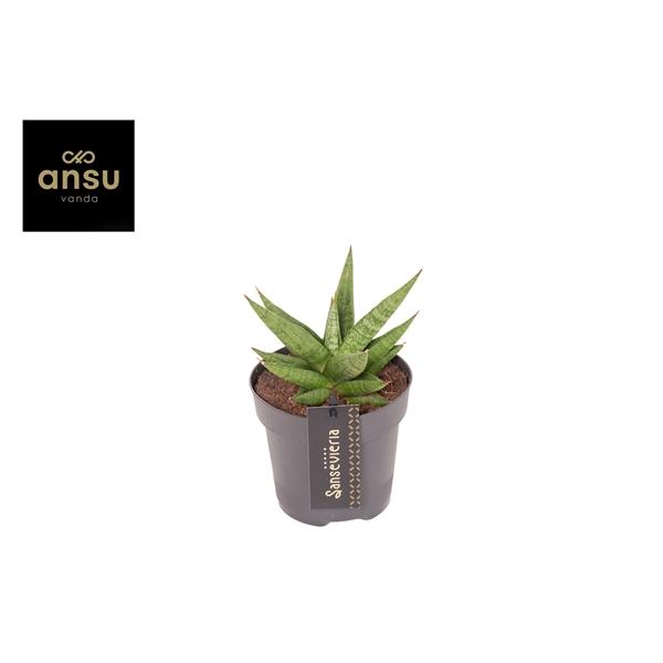 Горшечные цветы и растения оптом Sansevieria Comet Canoe от 10шт из Голландии с доставкой по России