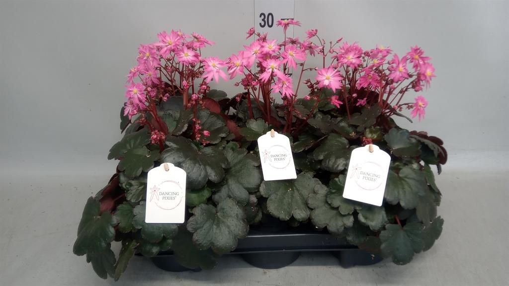 Горшечные цветы и растения оптом Saxifraga Cor. danc Pixies Toni от 5шт из Голландии с доставкой по России