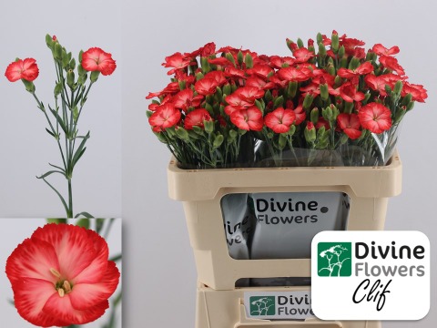 Срезанные цветы оптом Dianthus sp solomio clif от 60шт из Голландии с доставкой по России