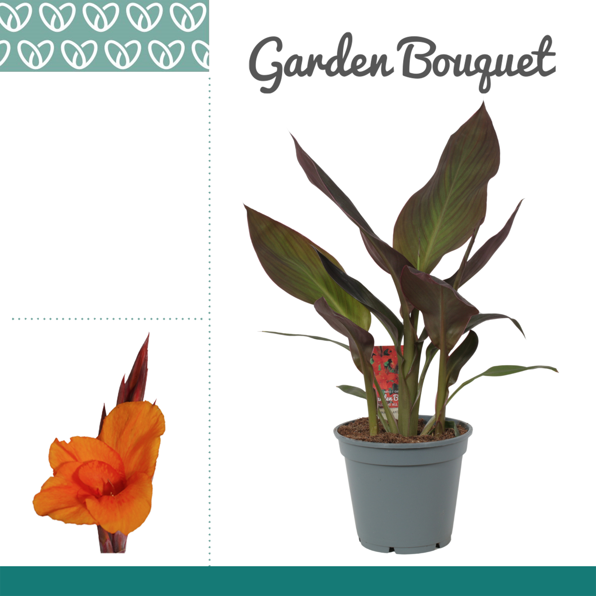 Горшечные цветы и растения оптом Canna Atlantic Beauty Zonder Bloem от 6шт из Голландии с доставкой по России