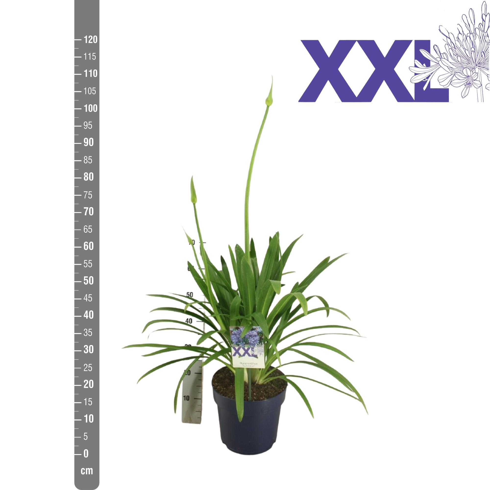 Горшечные цветы и растения оптом Agapanthus Blauw Pot 27 Eydori Grootbl. Knop In Ge от 1шт из Голландии с доставкой по России