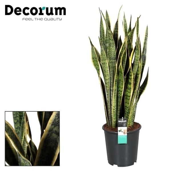 Горшечные цветы и растения оптом Sansevieria Laurentii (decorum) от 1шт из Голландии с доставкой по России