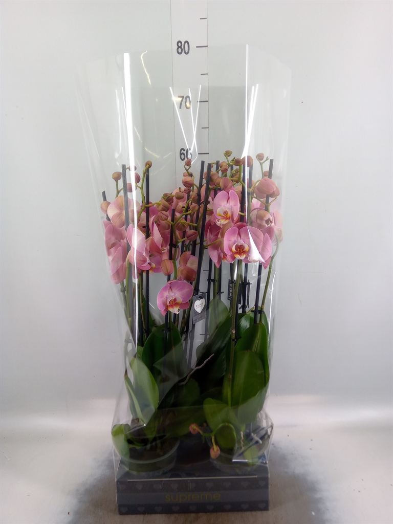Горшечные цветы и растения оптом Phalaenopsis   ... от 5шт из Голландии с доставкой по России