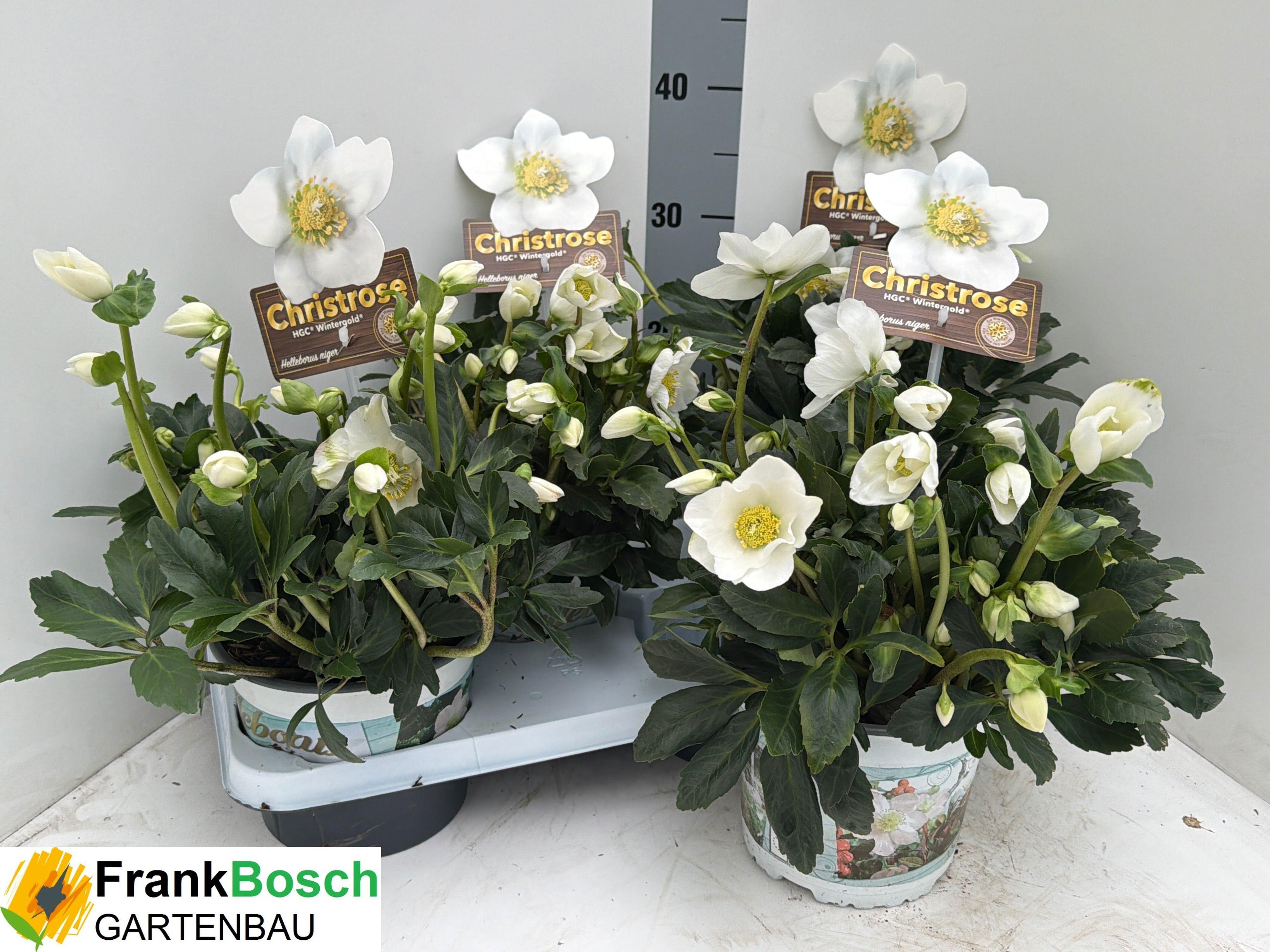 Горшечные цветы и растения оптом Hell Ni Hgc Wintergo от 4шт из Голландии с доставкой по России