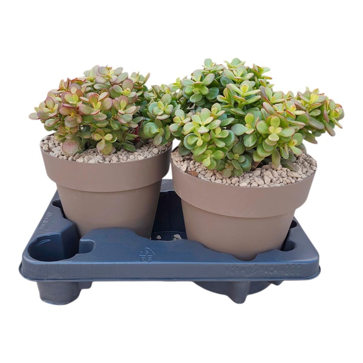 Горшечные цветы и растения оптом Crassula Portulacea Mini от 2шт из Голландии с доставкой по России