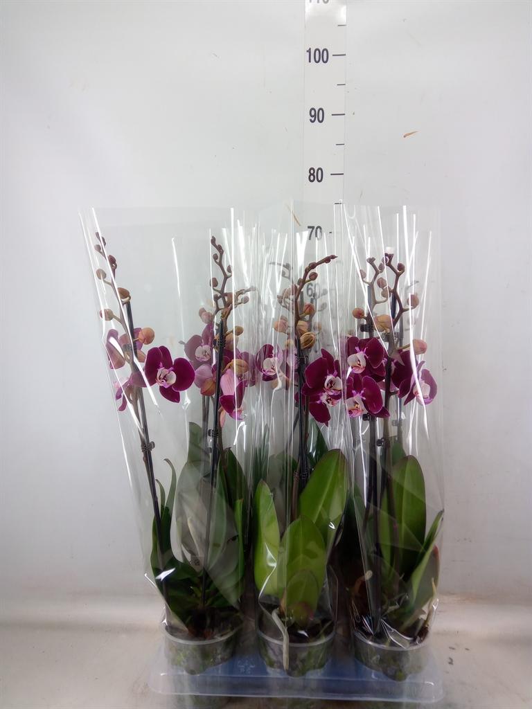 Горшечные цветы и растения оптом Phalaenopsis   ...lilac от 6шт из Голландии с доставкой по России