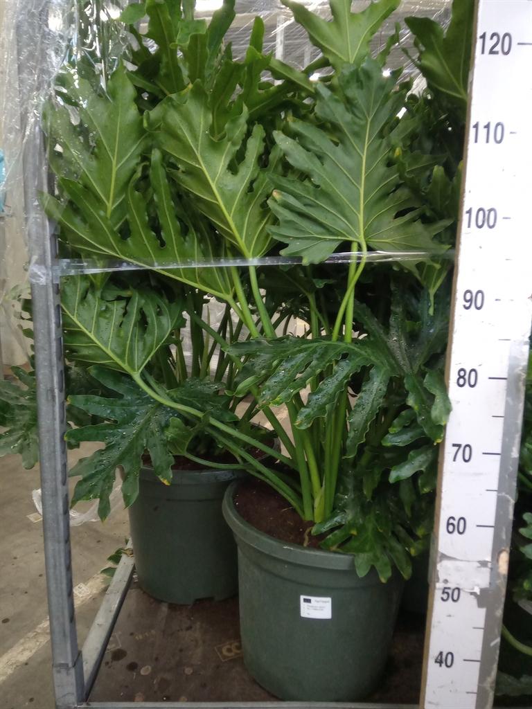 Горшечные цветы и растения оптом Philodendron   ... от 1шт из Голландии с доставкой по России