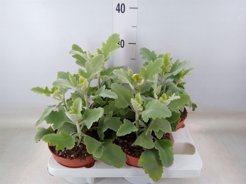 Горшечные цветы и растения оптом Kalanchoe Nf Beharensis от 4шт из Голландии с доставкой по России