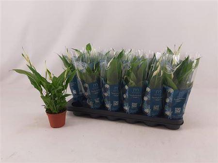 Горшечные цветы и растения оптом Spath Chopin 5+ от 18шт (для телеги) из Голландии с доставкой по России