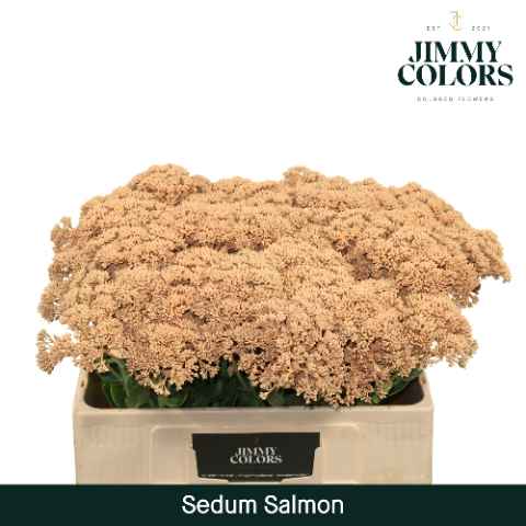 Срезанные цветы оптом Sedum paint salmon от 25шт из Голландии с доставкой по России