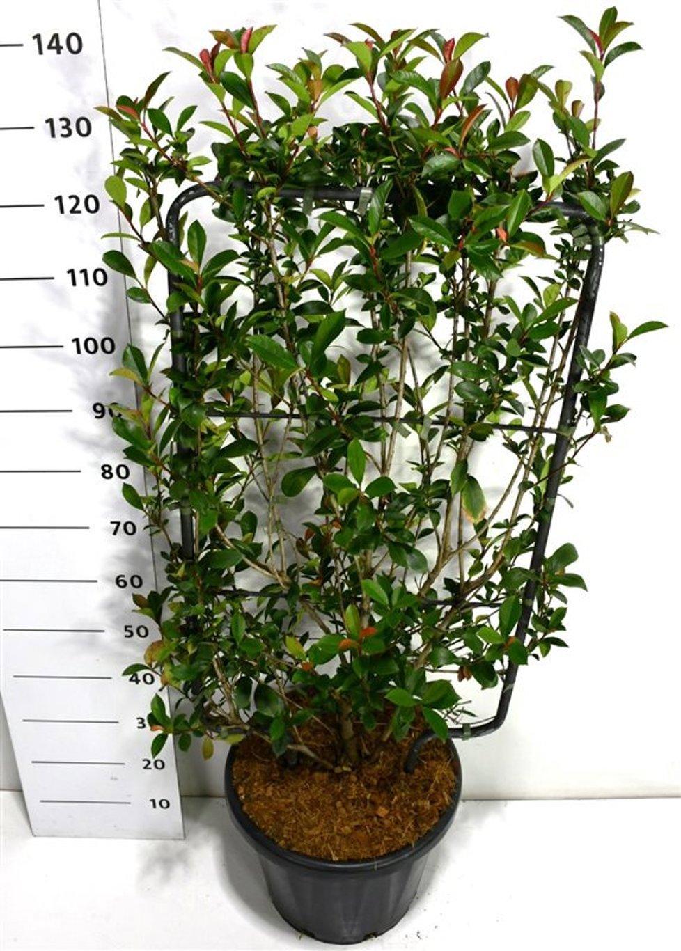 Горшечные цветы и растения оптом Photinia Fraseri Carré Rouge от 1шт из Голландии с доставкой по России