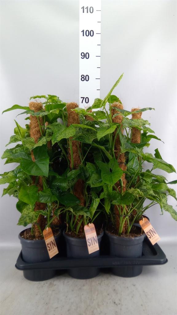 Горшечные цветы и растения оптом Syngonium Podop. mottled от 6шт из Голландии с доставкой по России