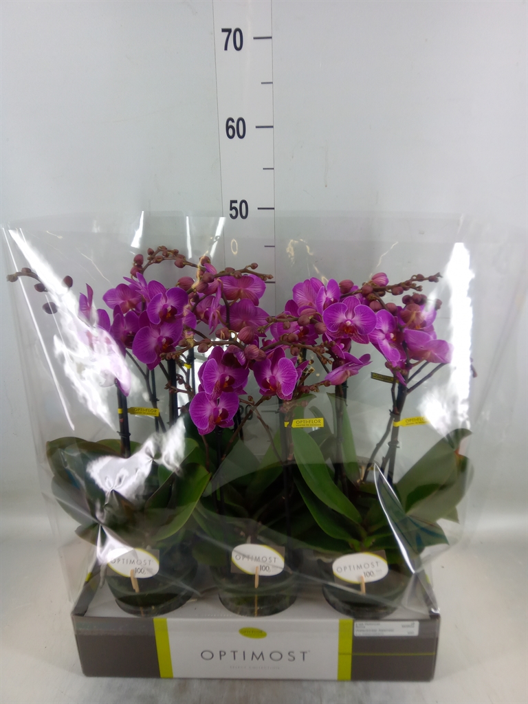Горшечные цветы и растения оптом Phalaenopsis Multi.   ...lilac от 6шт из Голландии с доставкой по России