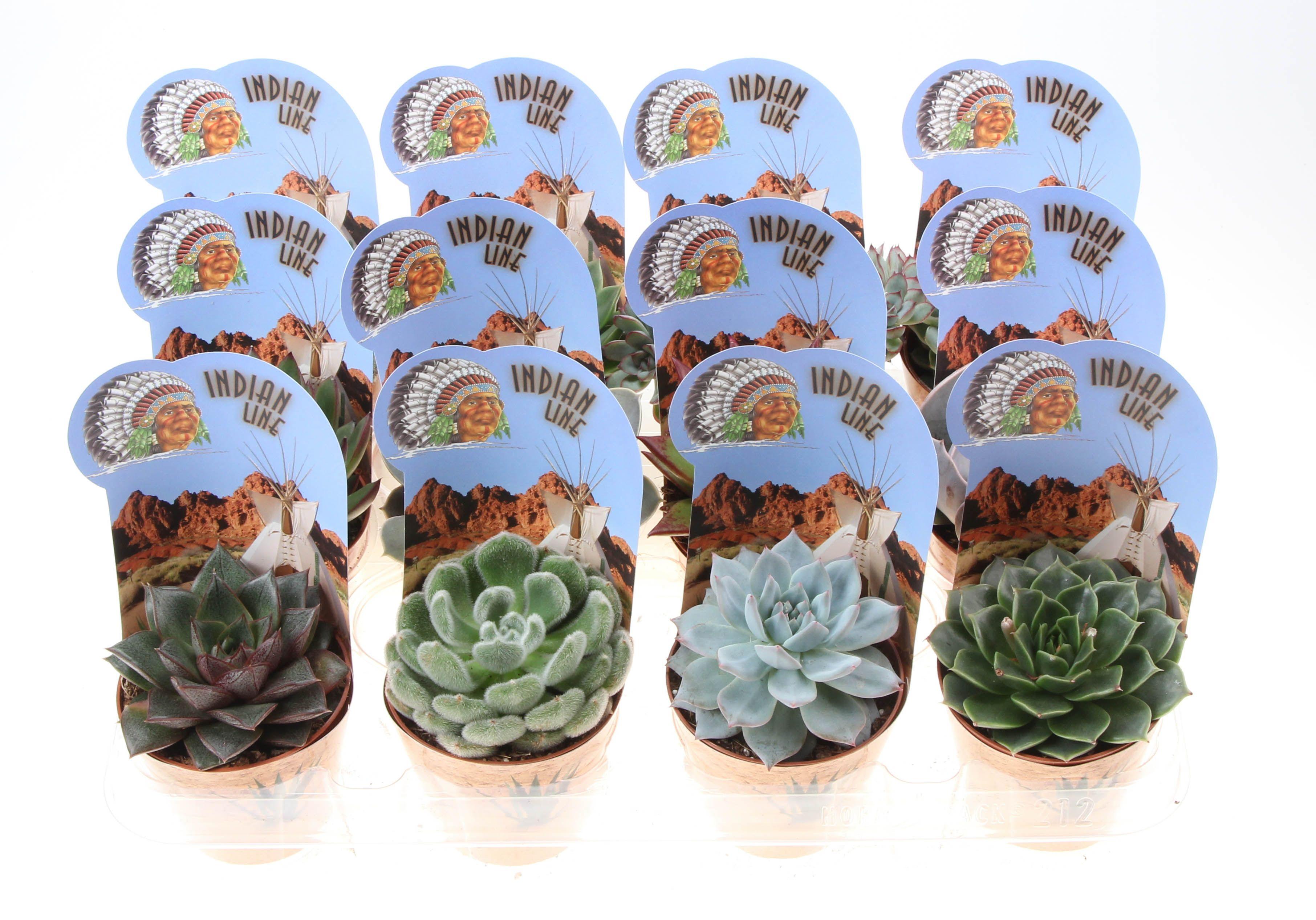 Горшечные цветы и растения оптом Echeveria Mix Potcover Indian Line от 12шт (для телеги) из Голландии с доставкой по России