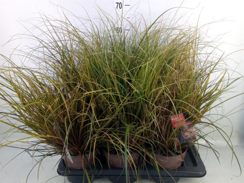 Горшечные цветы и растения оптом Uncinia Rubra от 6шт из Голландии с доставкой по России