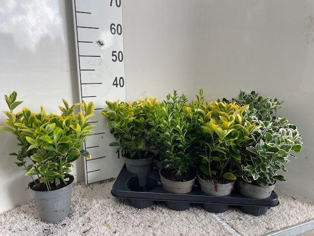 Горшечные цветы и растения оптом Euonymus Jap Gem от 8шт из Голландии с доставкой по России