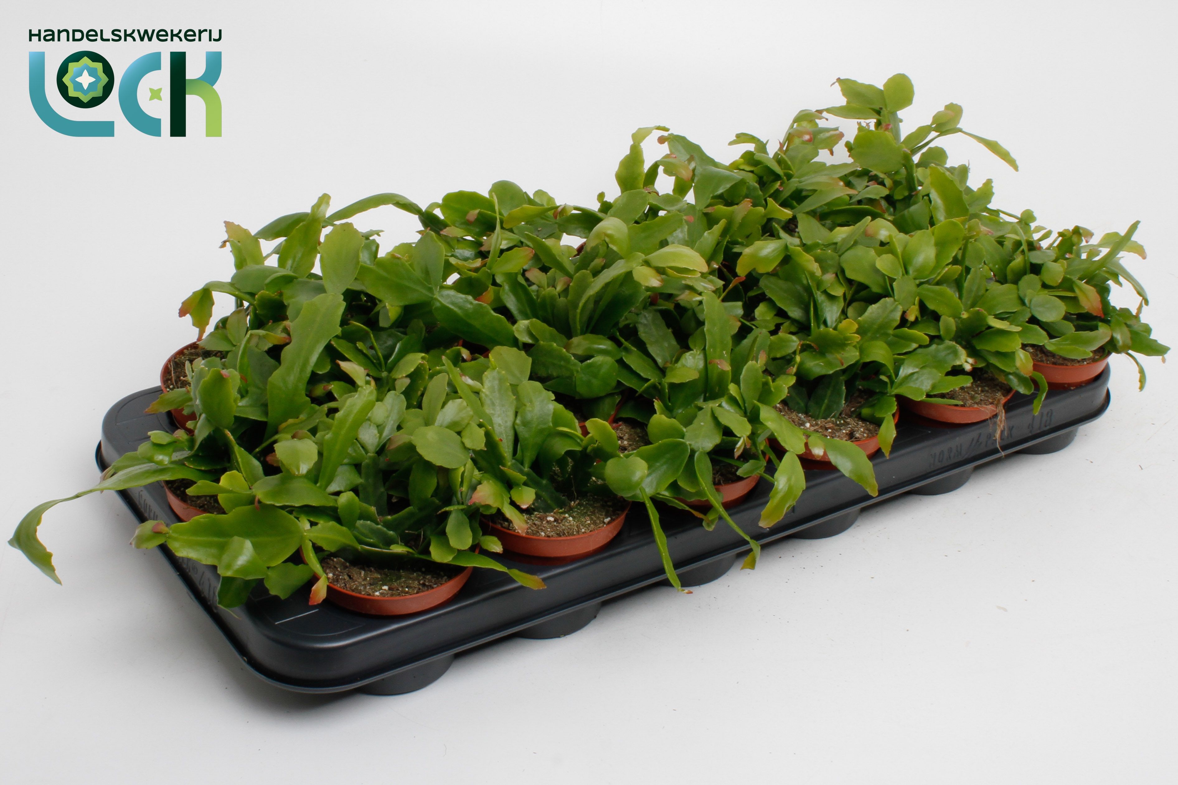 Горшечные цветы и растения оптом Rhipsalis Crispata от 18шт (для телеги) из Голландии с доставкой по России