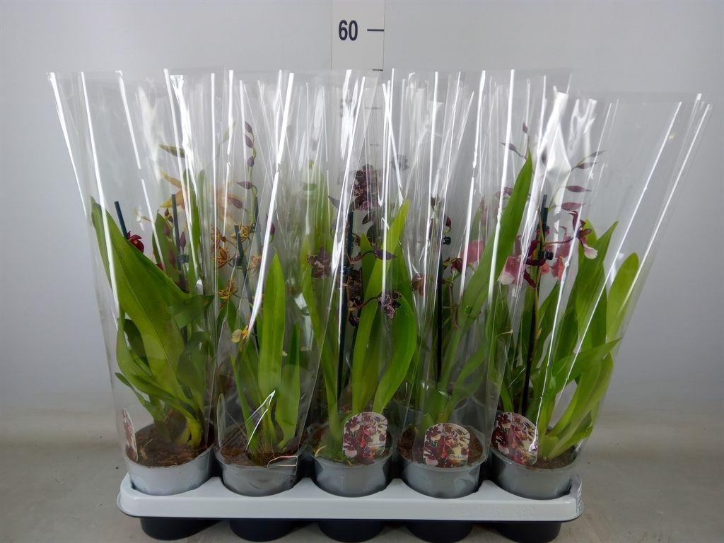 Горшечные цветы и растения оптом Cambria   ...mix от 10шт из Голландии с доставкой по России