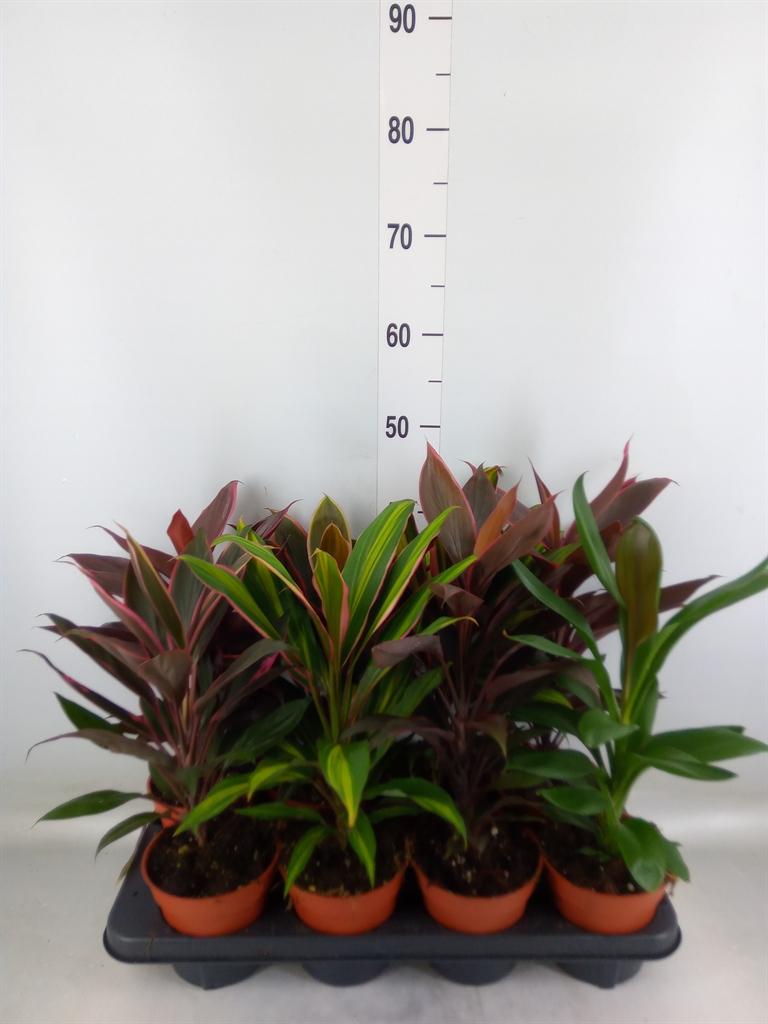 Горшечные цветы и растения оптом Cordyline   ...mix от 8шт из Голландии с доставкой по России