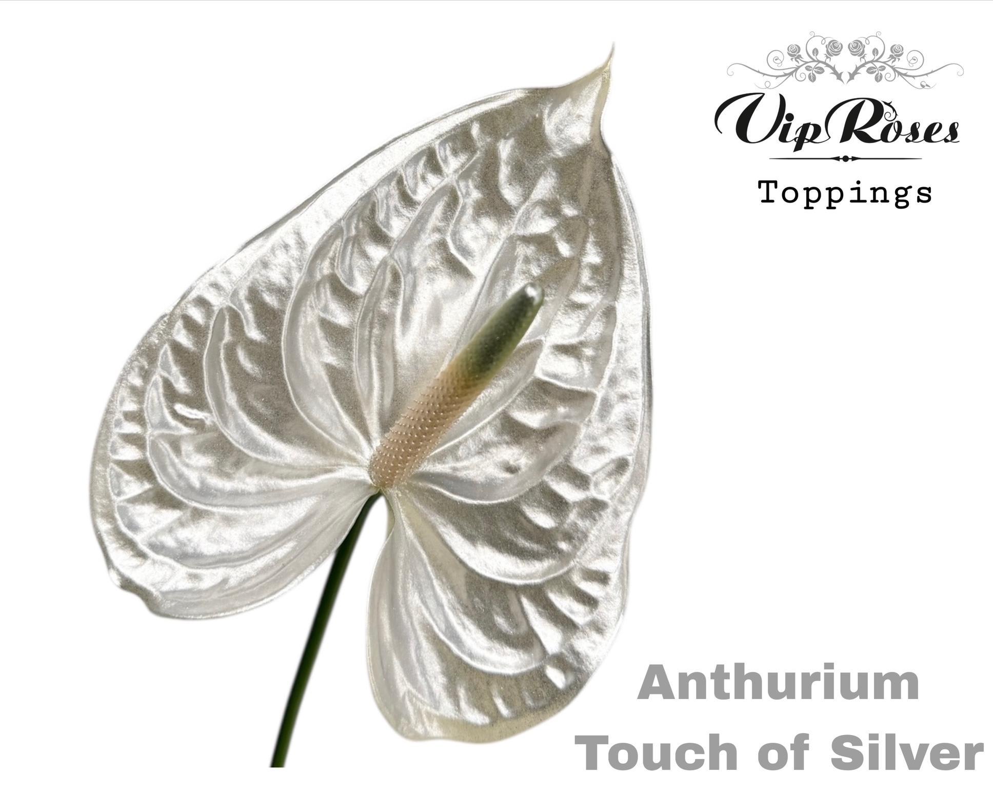 Срезанные цветы оптом Anthurium paint soft yellow от 12шт из Голландии с доставкой по России