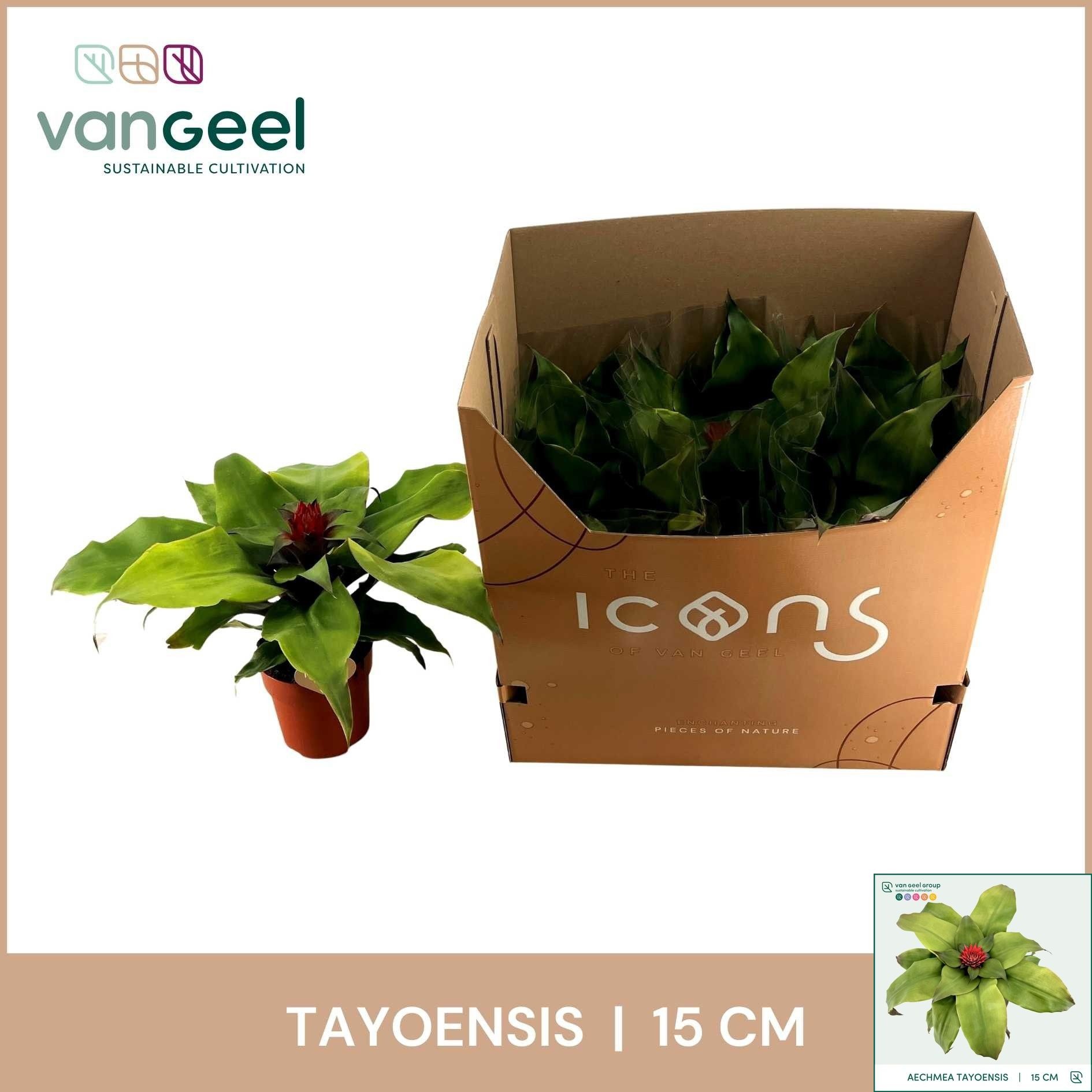 Горшечные цветы и растения оптом Aech Tayoensis от 6шт из Голландии с доставкой по России