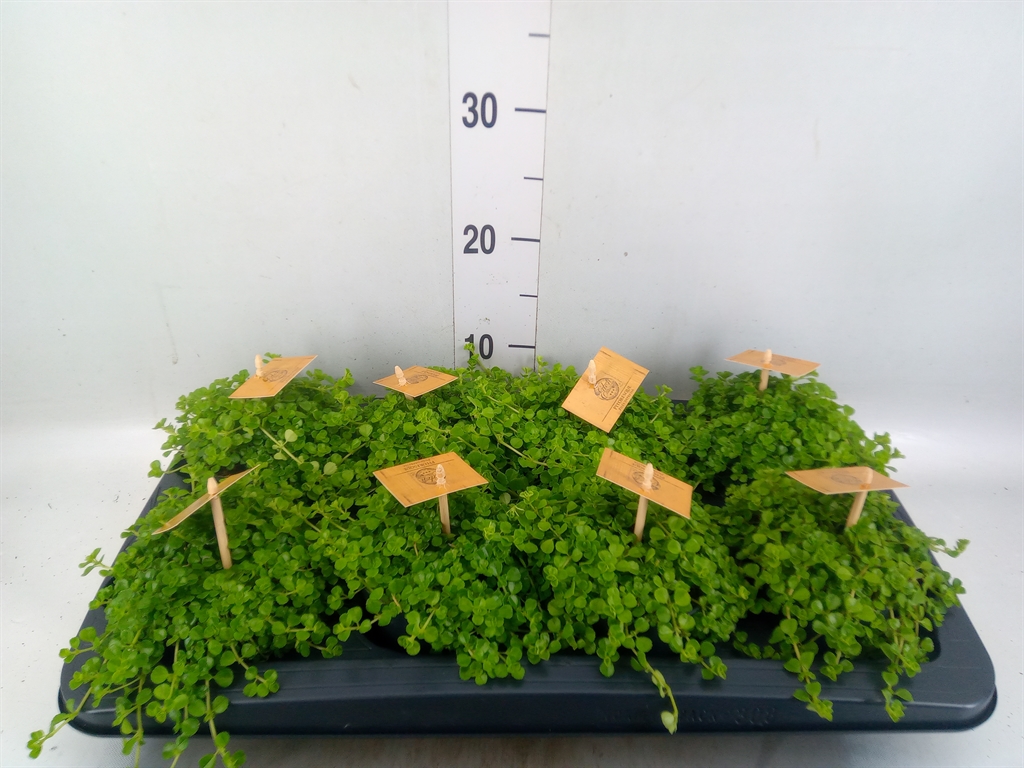 Горшечные цветы и растения оптом Pilea Depressa от 8шт из Голландии с доставкой по России