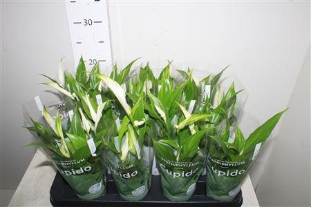 Горшечные цветы и растения оптом Spath Pearl Cupido 1n Hoes 2+ от 16шт (для телеги) из Голландии с доставкой по России