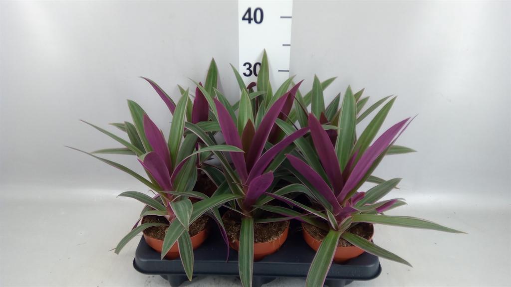 Горшечные цветы и растения оптом Tradescantia Spath. sitara от 6шт из Голландии с доставкой по России