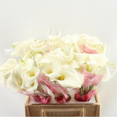 Срезанные цветы оптом Zantedeschia captain ventura от 60шт из Голландии с доставкой по России Срезанные цветы оптом Zantedeschia captain ventura от 60шт из Голландии с доставкой по России