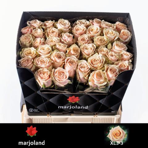 Срезанные цветы оптом Rosa large bellini! XL от 50шт из Голландии с доставкой по России