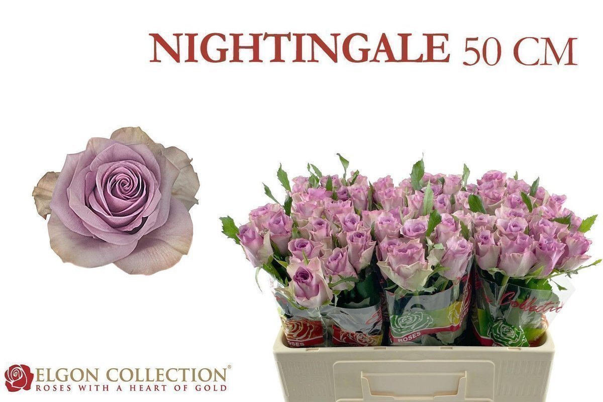 Срезанные цветы оптом Rosa large nightingale от 80шт из Голландии с доставкой по России