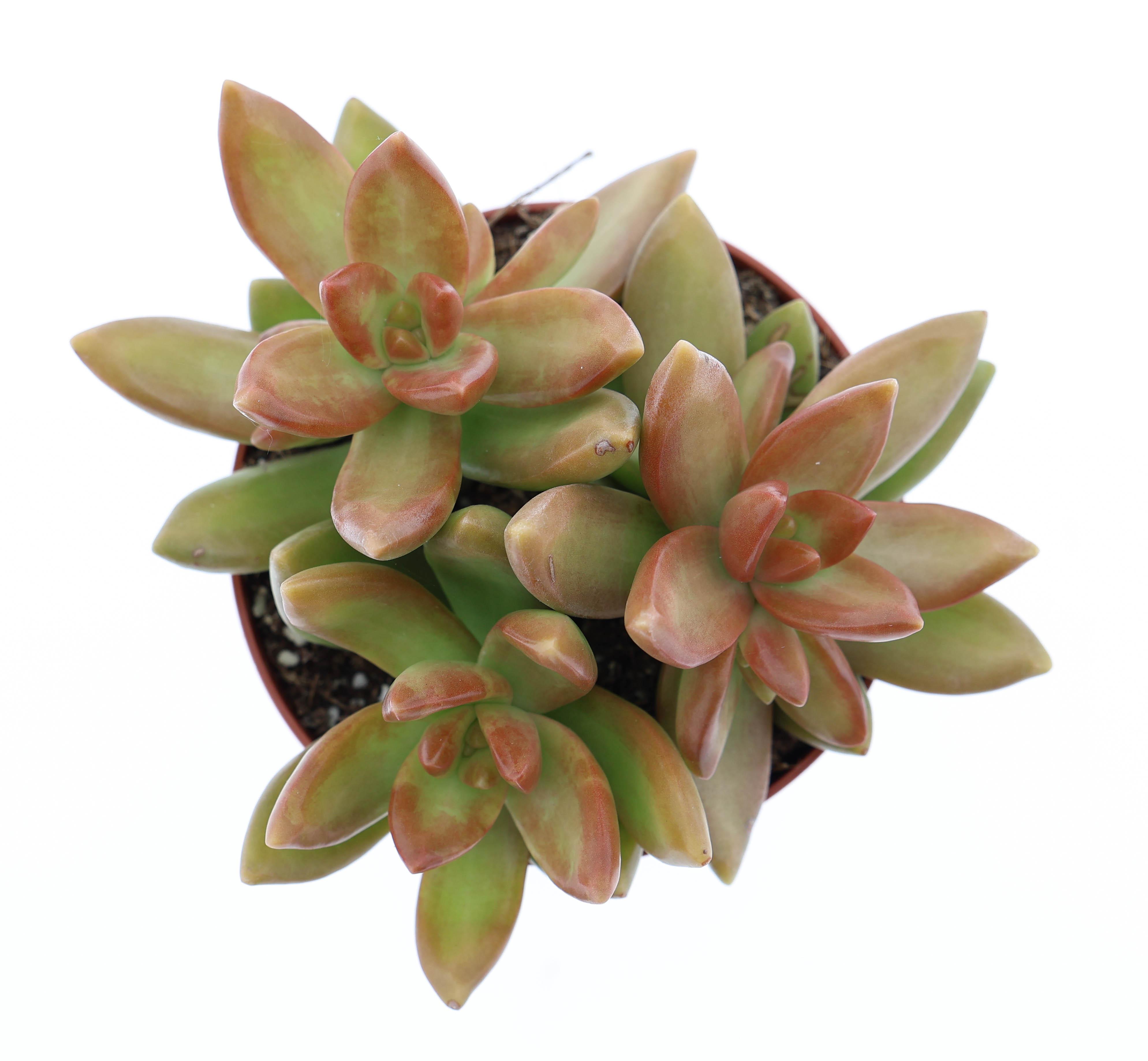 Горшечные цветы и растения оптом Sedum Nussbaumerianum от 12шт (для телеги) из Голландии с доставкой по России
