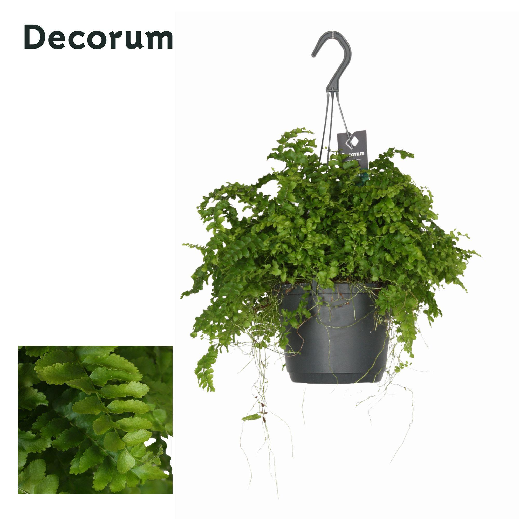 Горшечные цветы и растения оптом Nephrolepis Exaltata Pom Pom от 6шт из Голландии с доставкой по России