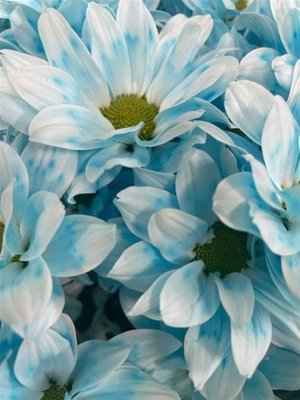 Срезанные цветы оптом Chrys sp paint kennedy pastel blue от 40шт из Голландии с доставкой по России