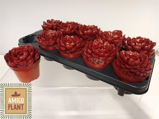 Горшечные цветы и растения оптом Echev Summer от 10шт из Голландии с доставкой по России