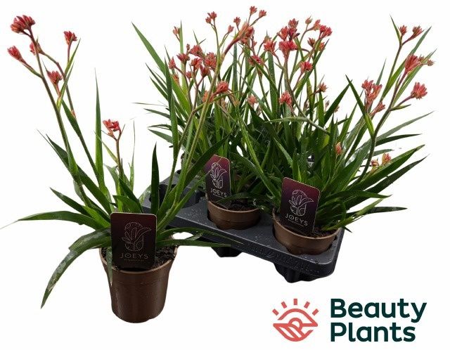 Горшечные цветы и растения оптом Anigo Ov от 6шт из Голландии с доставкой по России