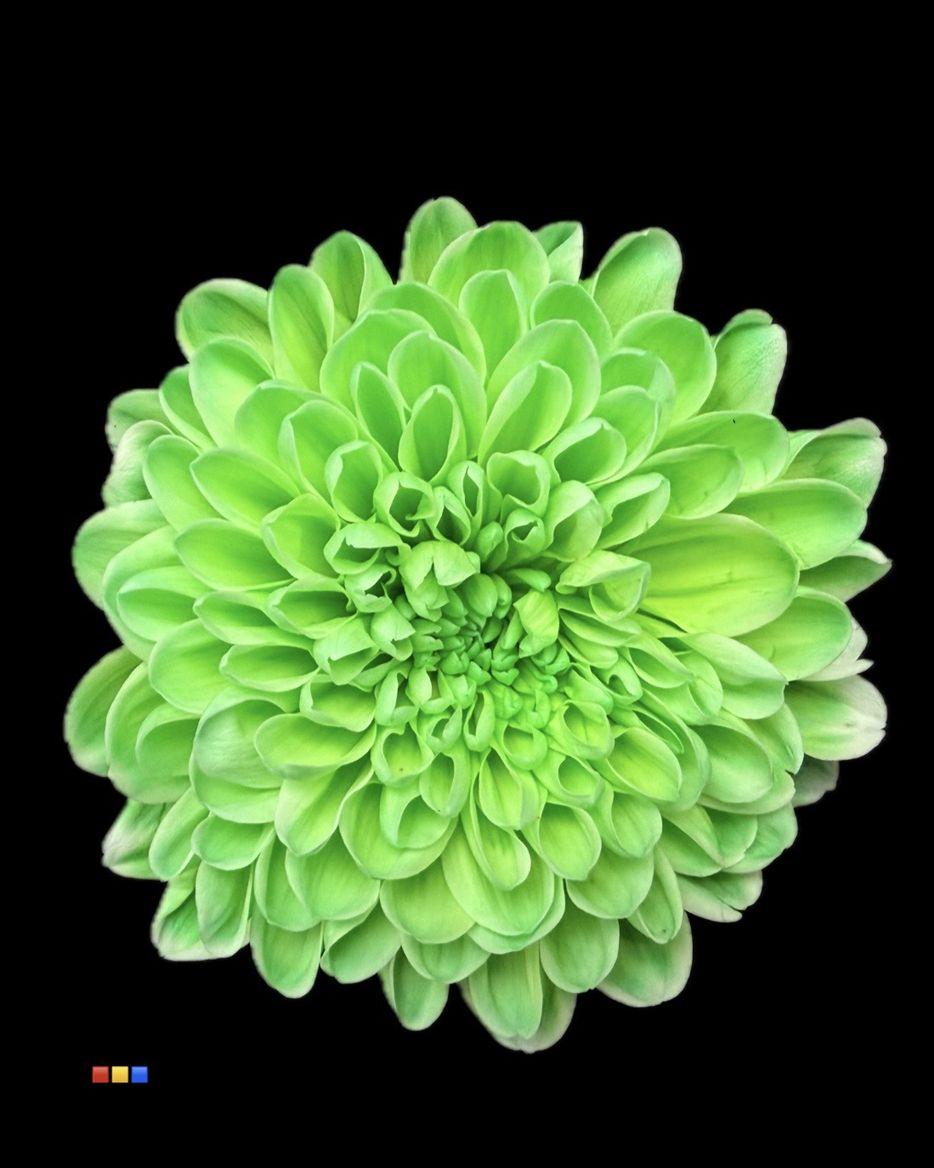 Срезанные цветы оптом Chrys sp paint altaj happy cherries от 40шт из Голландии с доставкой по России