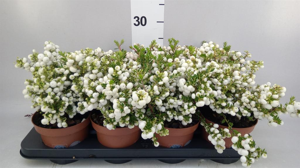 Горшечные цветы и растения оптом Gaultheria ...white Berry A от 8шт из Голландии с доставкой по России