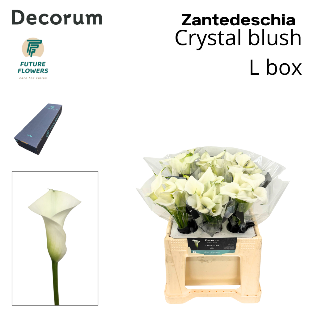 Срезанные цветы оптом Zantedeschia crystal blush от 240шт из Голландии с доставкой по России