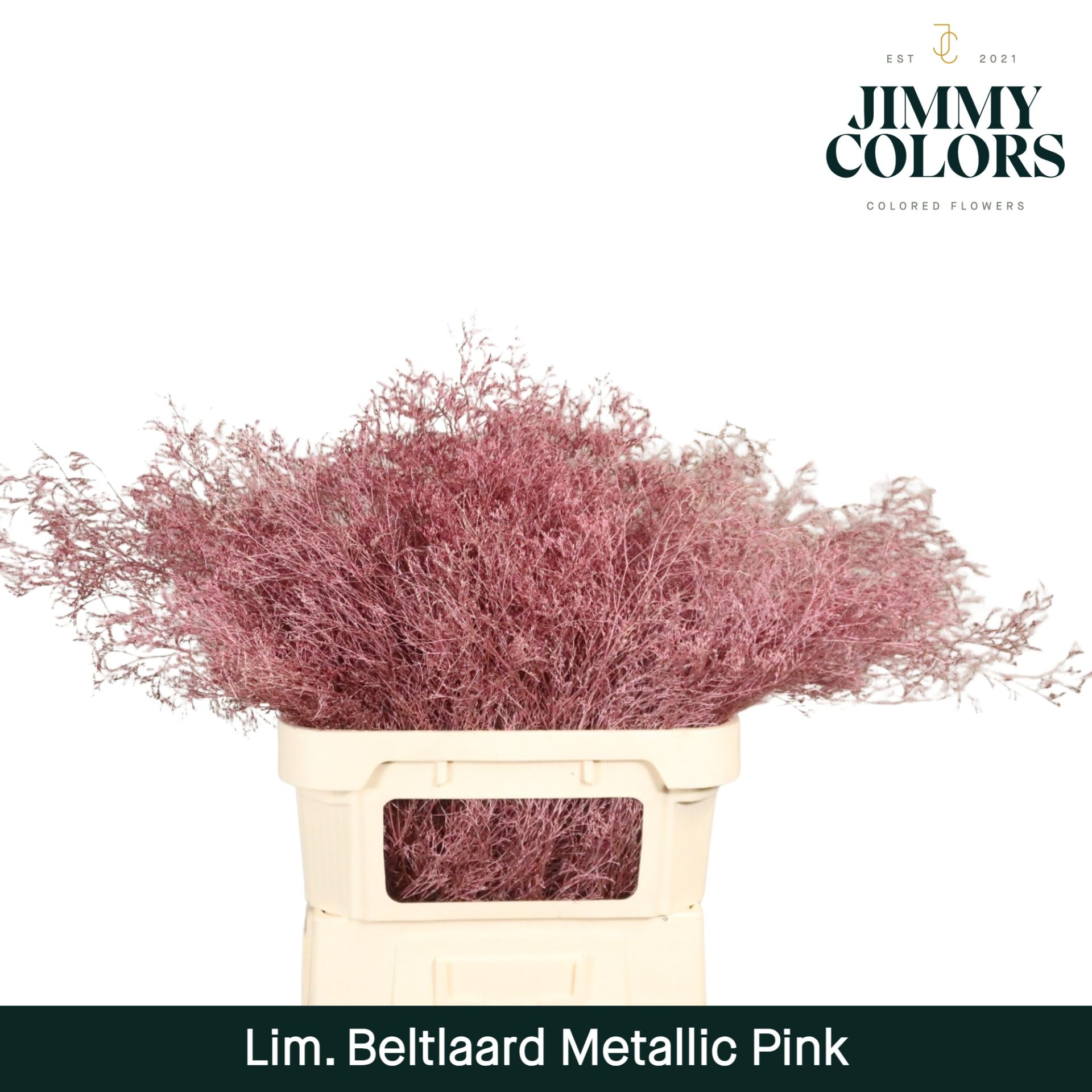 Срезанные цветы оптом Limonium beltlaard paint metallic pink от 25шт. из Голландии с доставкой по России
