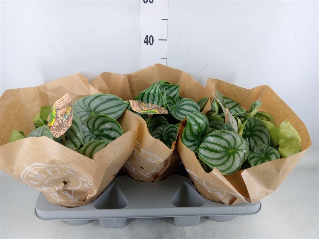 Горшечные цветы и растения оптом Peperomia Argyreia от 3шт из Голландии с доставкой по России