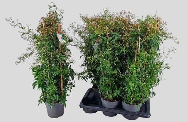 Горшечные цветы и растения оптом Jasm Polyanthum Wit от 6шт из Голландии с доставкой по России