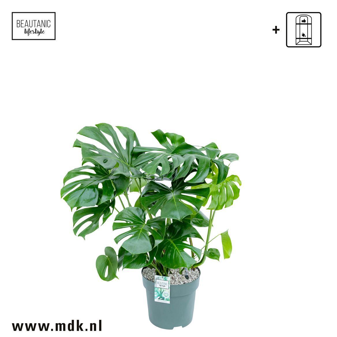 Горшечные цветы и растения оптом Monstera Deliciosa от 1шт из Голландии с доставкой по России