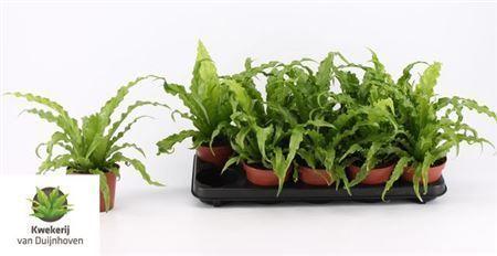 Горшечные цветы и растения оптом Asplenium Osaka от 10шт из Голландии с доставкой по России